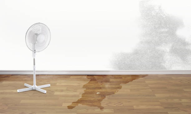 Best 24/7 water damage repair  in Carlstadt, NJ